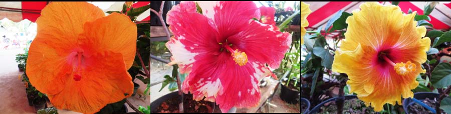 fleurs hisbiscus polynésie